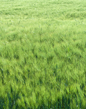 
Vertical photo of lush spring grain field