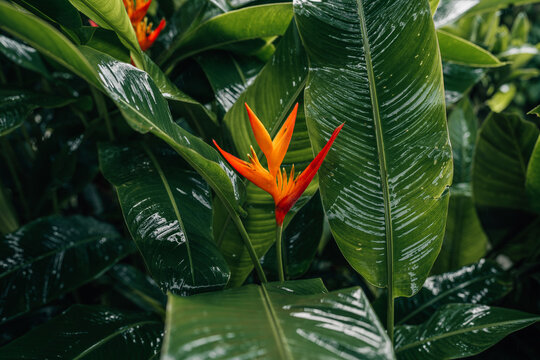 Vibrant orange Heliconia flowers blooming among wet dark green tropical leaves after rain.