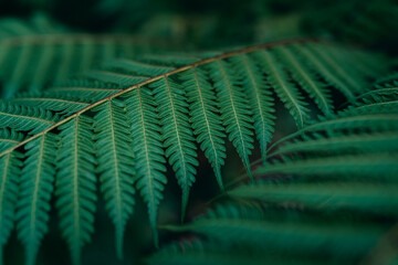 Close up macro texture of a green fern leaf in the tropical forest. © artrachen