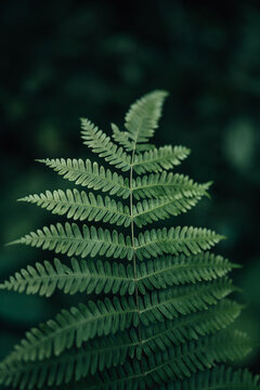 Close up macro texture of a green fern leaf in the tropical forest.