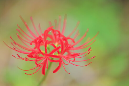 Red spider lily blooming in autumn with soft green background