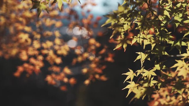 Vibrant Yellow and Orange Japanese Autumn Maple Leaves with Soft Bokeh (선명한 노란색과 주황색의 일본 가을 단풍잎과 부드러운 보케 배경)
