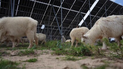 Fototapeta premium Flock of sheep grazing on grass under solar panels