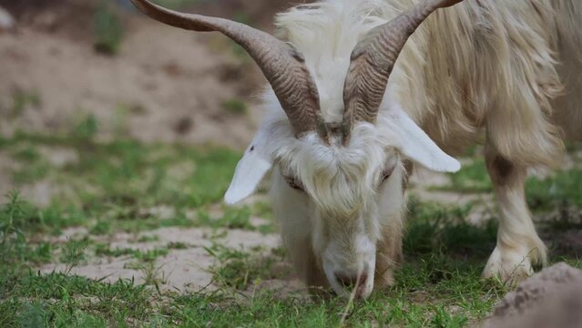 white long haired goat grazing on green grass field