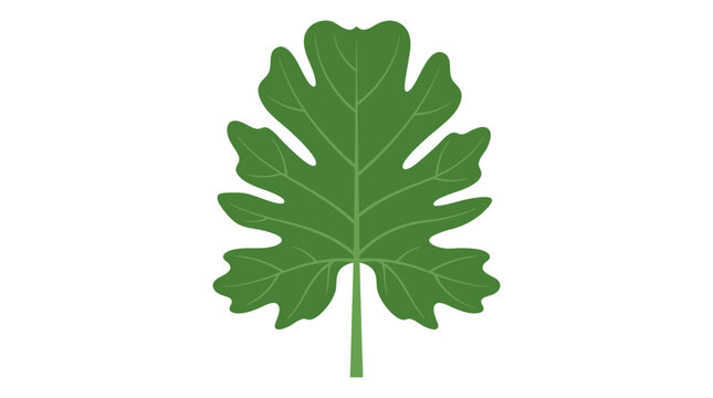 Illustration of a single green fig leaf isolated on white