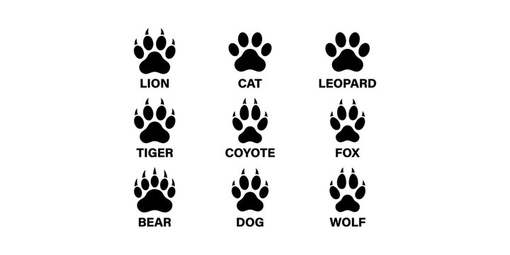 Collection of wild animal paw prints with clear identification labels for biology education or tracking study guides.