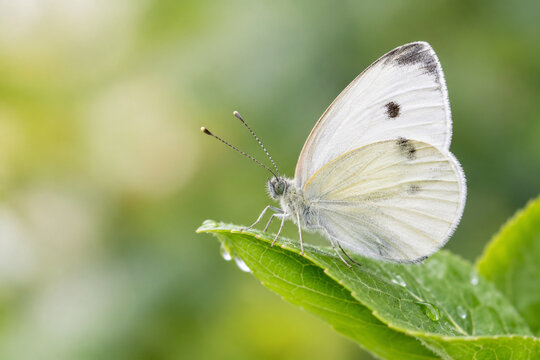 butterfly on a leaf