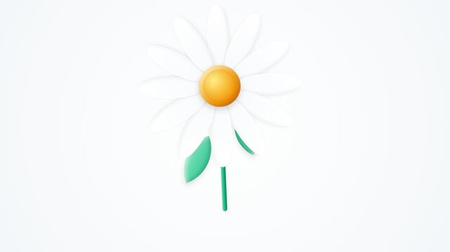 White daisy flower with yellow center and green leaves on a plain background.