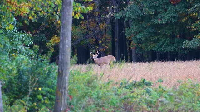 Whitetail buck looks up from soybeans with doe at field edge