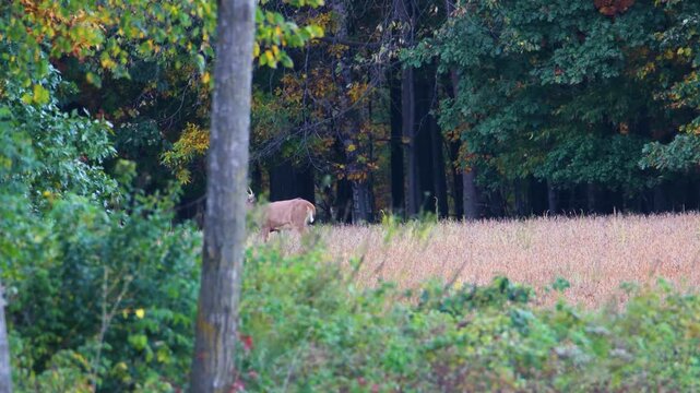 Whitetail buck walks behind foreground tree in soybean field