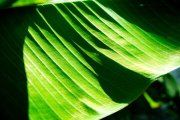 green leaf banana background under sunlight © PAKERTI