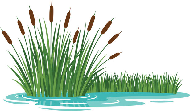 Cattail Reed Plant Water Pond Vector Illustration with Green Grass Swamp Landscape