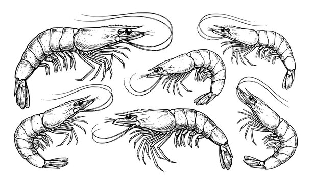 shrimp, prawn, seafood, crustacean, shellfish, marine, ocean, sea, fish, food, restaurant, menu, cuisine, gourmet, fresh, sketch, hand drawn, engraving, vintage, retro, vector, illustration, set, coll