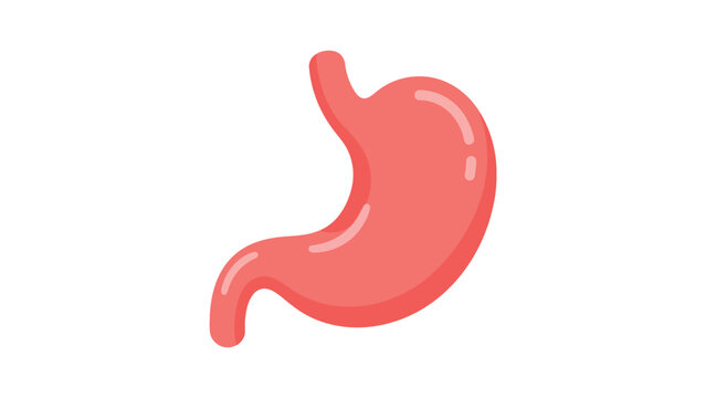 Human stomach vector illustration featuring bright pink colors and clean flat design style artwork