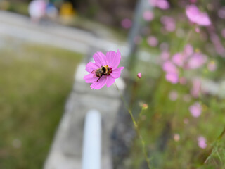 Honeybee collecting nectar on a pink cosmos flower in autumn © Guru-Tech-Noan