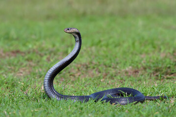 Fototapeta premium Javan Spitting Cobra (Naja sputatrix) Rearing Up in Defensive Hood Stance