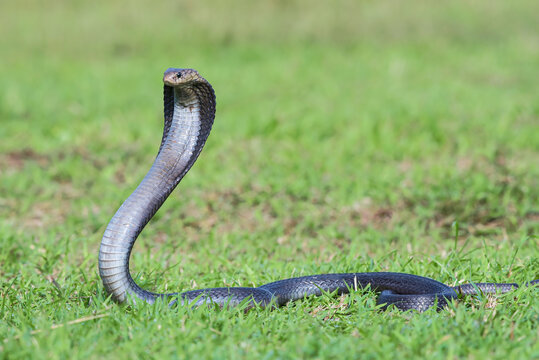 Javan Spitting Cobra (Naja sputatrix) Rearing Up in Defensive Hood Stance