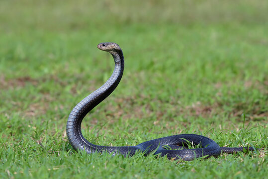 Javan Spitting Cobra (Naja sputatrix) Rearing Up in Defensive Hood Stance