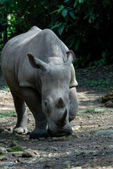 White Rhinoceros (Ceratotherium simum) Walking Forward in Natural Environment © DS light photography