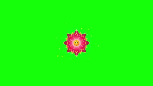 Animated pink lotus flowers blooming on green screen background