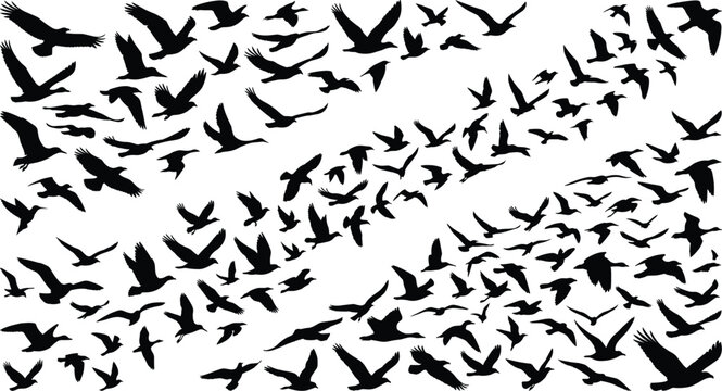Large flock of flying birds silhouette vector graphic illustration isolated on white background