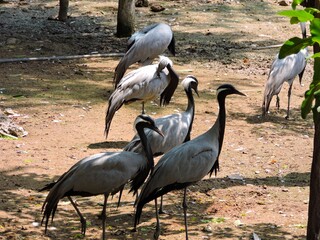 Obraz premium Group of Demoiselle crane birds in a wildlife park enclosure