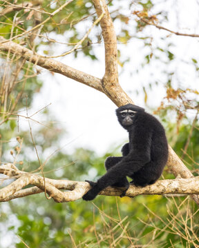 Hoolock Gibbon -Primate sitting on a tree branch from Kaziranga National park in Assam