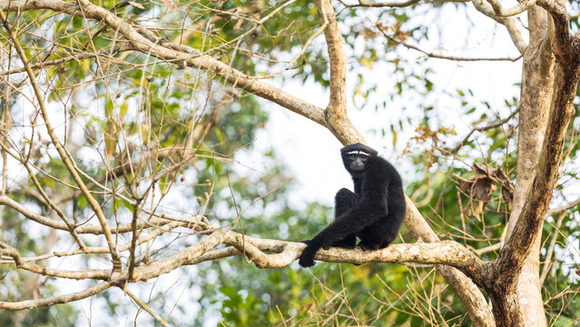 Hoolock Gibbon -Primate sitting on a tree branch from Kaziranga National park in Assam
