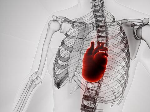 3D render of human skeleton with a glowing red heart in chest