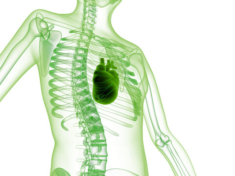 Green 3d render of human skeleton showing heart inside chest
