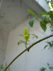 Young green leaves growing on a branch with soft natural background and copy space. Close-up of young green leaves growing on a slender branch with a softly blurred natural background and ample copy s © Chanakan