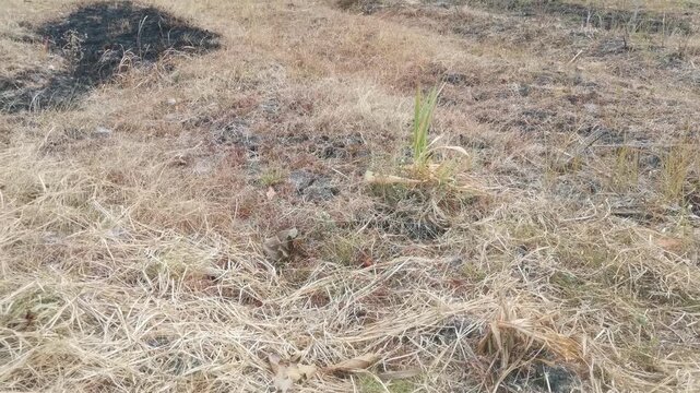Dry Burnt Field with Scorched Earth and Green Sprout Growing in Arid Agriculture Land