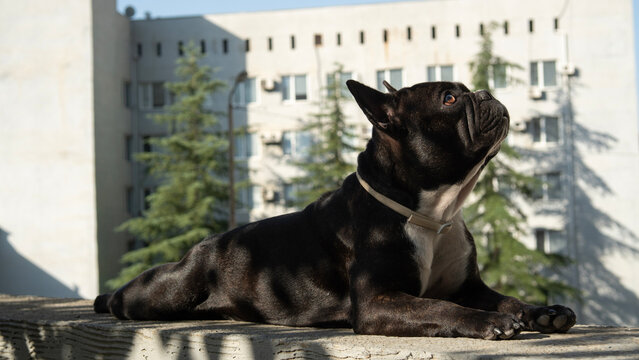French Bulldog Lying Outdoors on a Sunny Day with Urban Building Background
