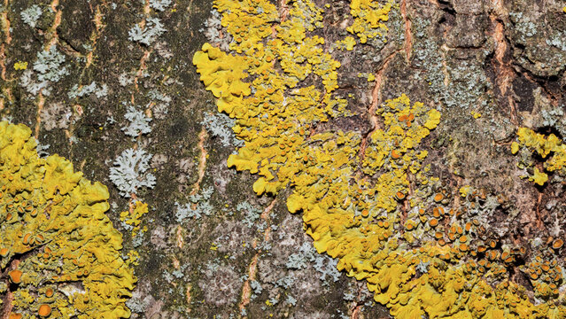 Vibrant yellow lichen on rugged tree bark, detailed texture perfect for nature backgrounds and design.