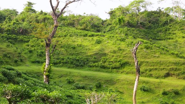Tea Bushes Grow Across A Lush Hillside In Sylhet, Bangladesh. Zoom-in shot