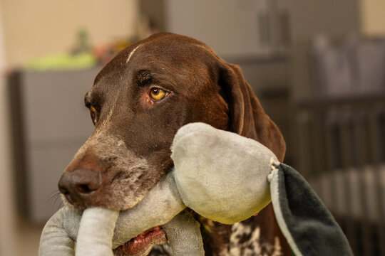 Brown Dog Holding Soft Plush Toy Indoors