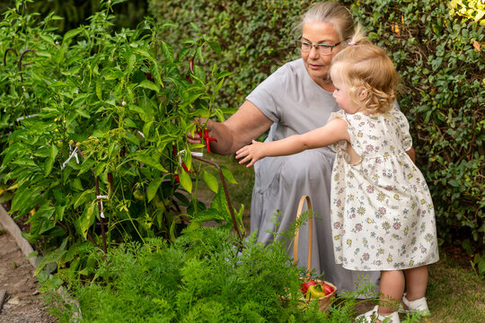 Grandmother Showing Ripe Red Chili Pepper To Granddaughter