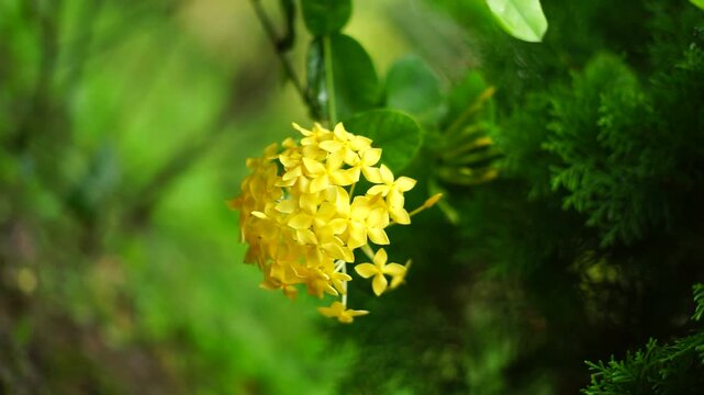 A detailed close-up video of a bright yellow ixora flower bunch blooming surrounded by green foliage in an outdoor garden