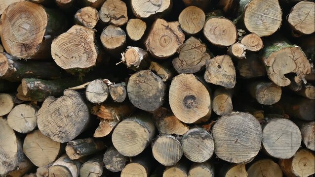 Stacked Wood Logs with Cut Tree Trunk Texture on Natural Ground, Close-up View for Rustic Timber Stock Background