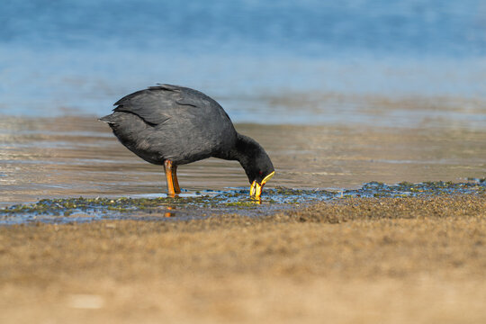 Red-gartered coot (Fulica armillata) feeding at Laguna de Zapallar wetland