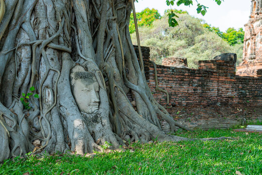 Stone Buddha head entwined in banyan tree roots at Wat Mahathat