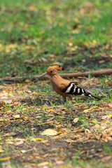 Eurasian hoopoe (Upupa epops) foraging on ground at Wat Mahathat © Roberto