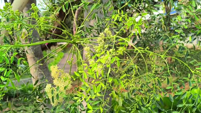 Moringa oleifera tree branch with green leaves video footage
