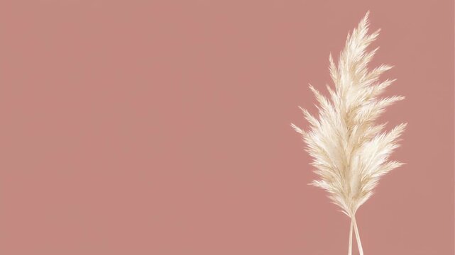 Pampas grass plume gently swaying in the wind on dusty rose pink background, minimal boho animation with copy space