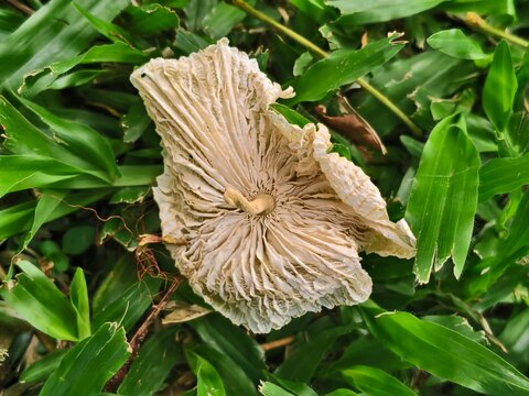 Wild mushroom underside macro on green grass, detailed fungus gills macro photography, natural garden ecology view