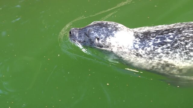 Seals swimming in the lake