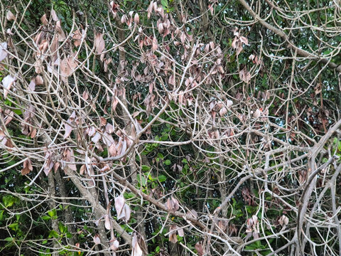 Close-up of dry dying mangrove tree branches with withered brown leaves against green foliage background