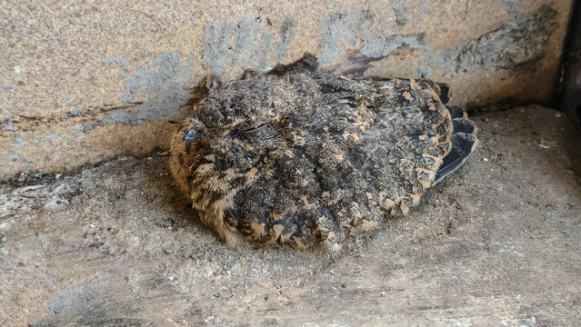 A camouflaged young nightjar fledgling sits motionless on the ground, blending seamlessly with its surroundings using its cryptic patterned plumage.
