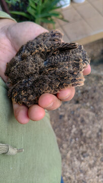 A person gently holding a highly camouflaged young nightjar chick in their hand.