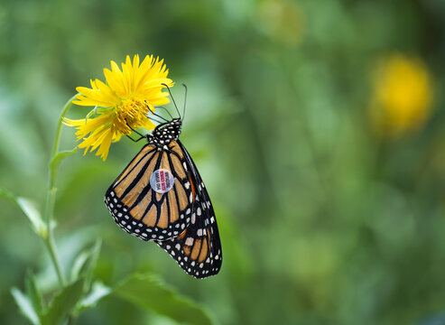 A tagged migrating Monarch butterfly (Danaus plexippus) feeding on Golden Crownbeard flowers in the autumn in Texas. Copy space.